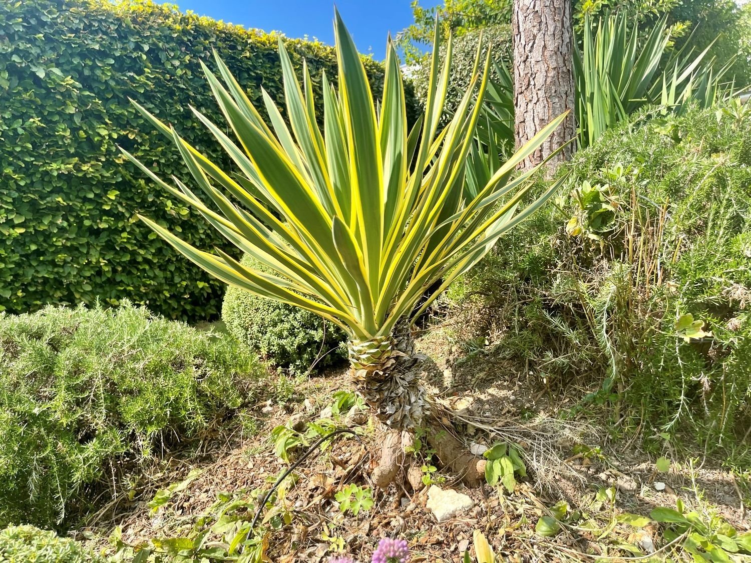 Yucca (Yucca) — perennial for landscaping in Bandon
