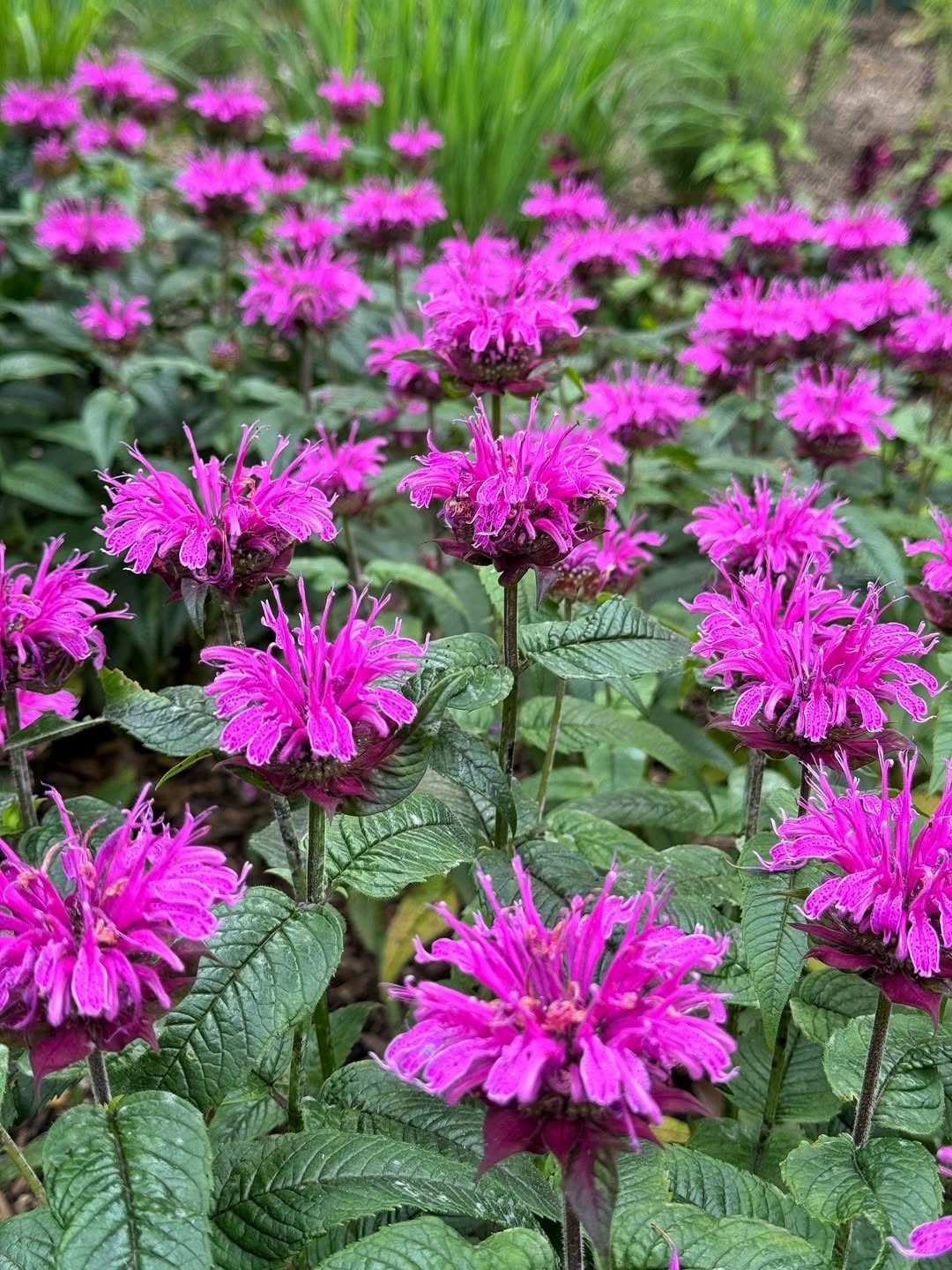 Bee Balm (Monarda) — perennial for landscaping in Bandon