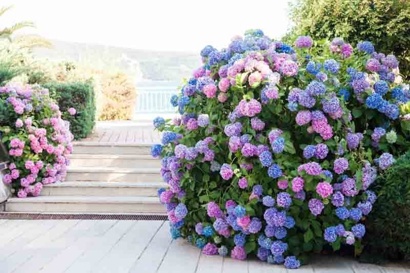 Flowering and evergreen shrubs for Oregon coast gardens
