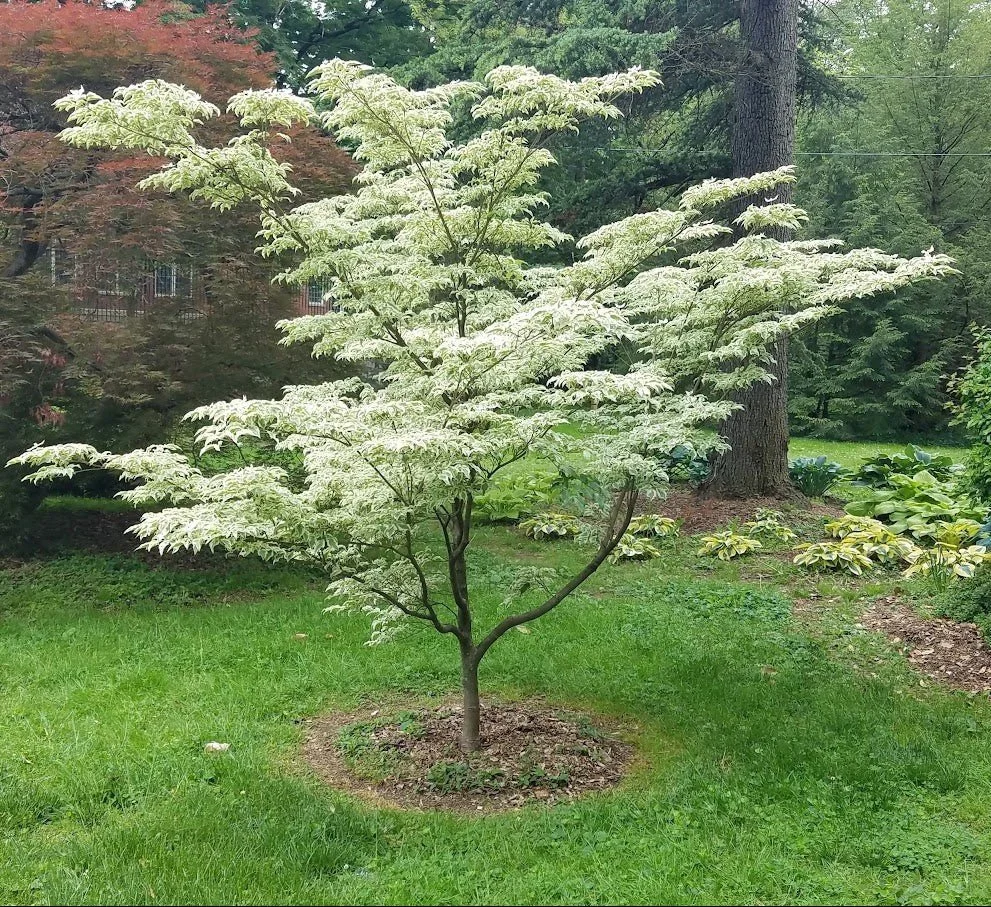 Dogwood (Cornus) — tree for landscaping in Coos Bay