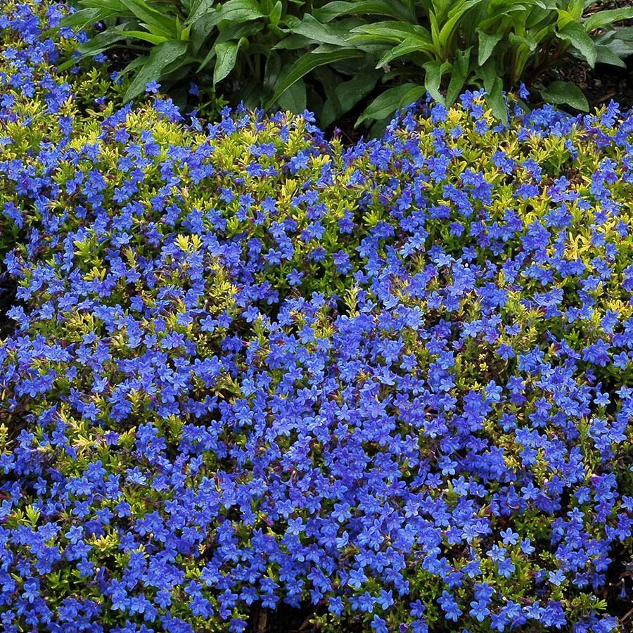 Lithodora (Lithodora) — groundcover for landscaping in Oregon coast