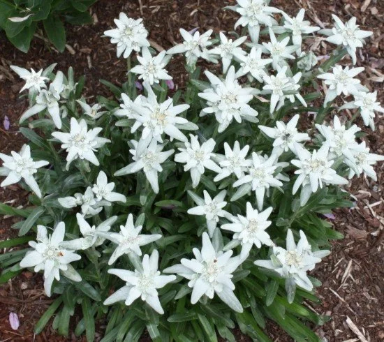 Edelweiss (Leontopodium) — perennial for landscaping in Bandon