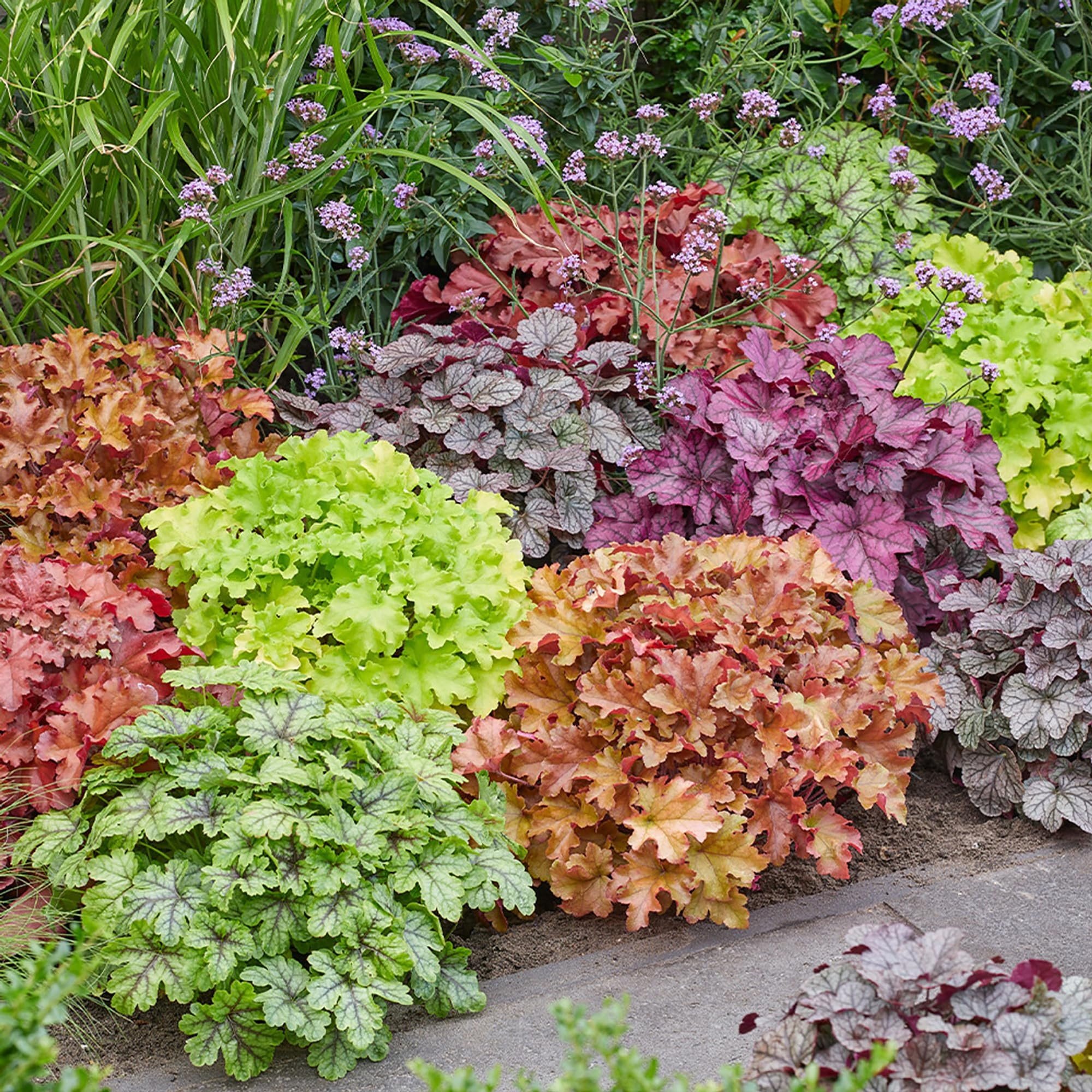 Coral Bells (Heuchera) — perennial for landscaping in Reedsport