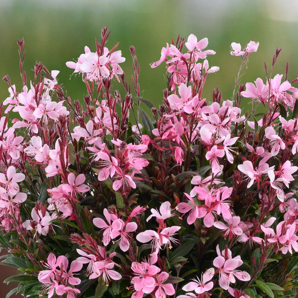 Bee Blossom (Gaura) — perennial for landscaping in Florence