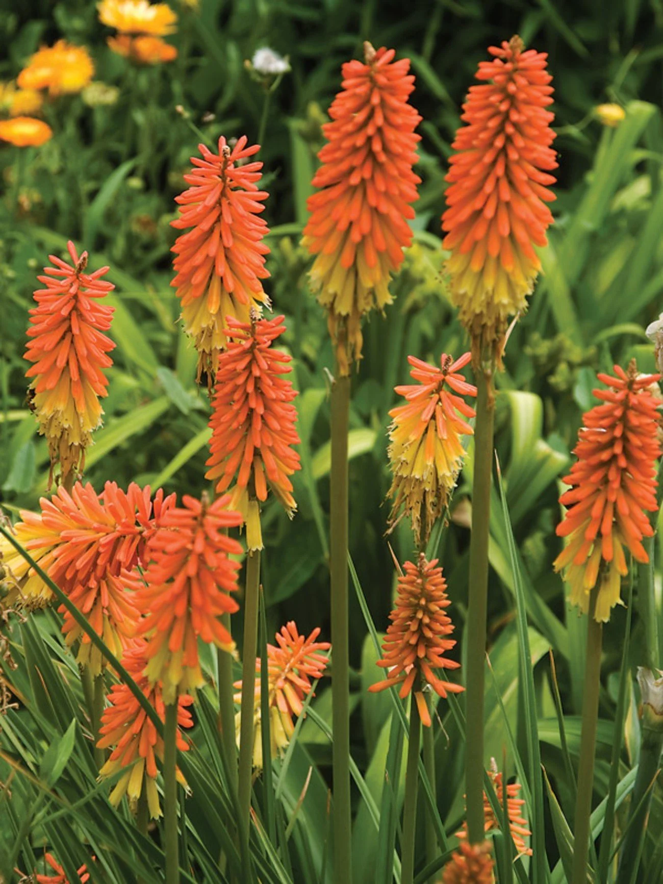 Red Hot Poker (Kniphofia) — perennial for landscaping in Florence