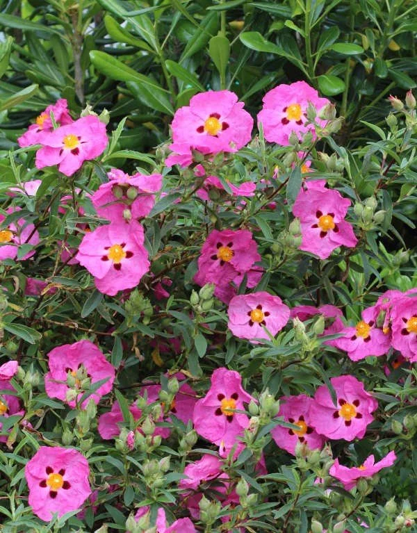 Rock Rose (Cistus) — shrub for landscaping in central Oregon coast