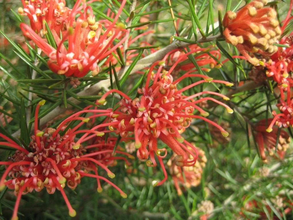 Spider Flower (Grevillea) — shrub for landscaping in Bandon