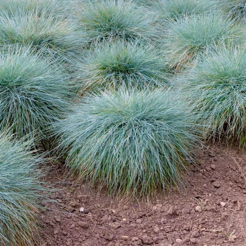 Blue Fescue (Festuca) — ornamental grass for landscaping in Oregon coast