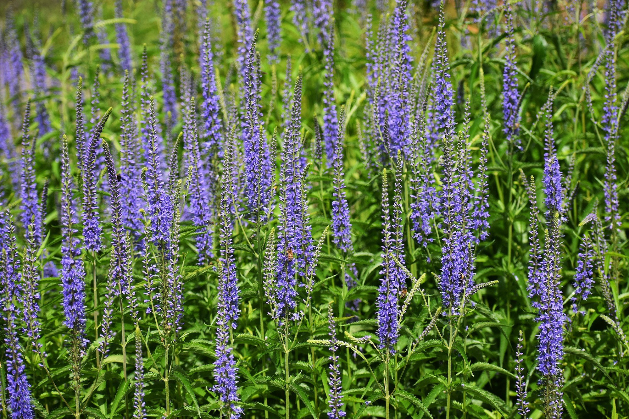 Speedwell (Veronica) — perennial for landscaping in Coos Bay