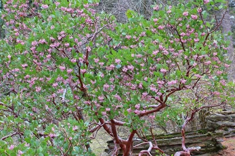 Manzanita (Arctostaphylos) — shrub for landscaping in Florence