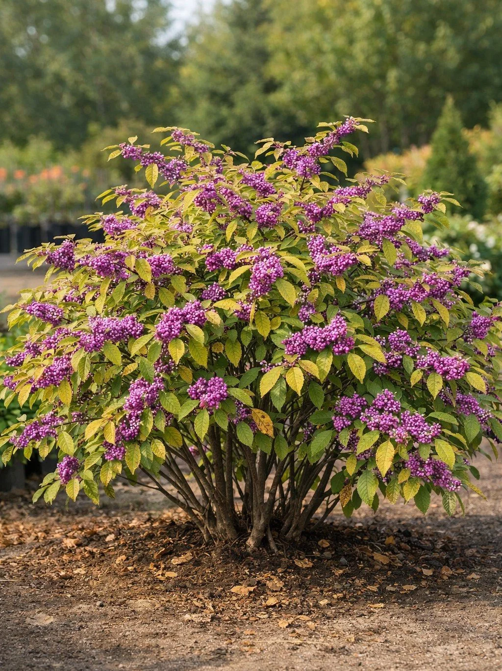 Beautyberry (Callicarpa) — shrub for landscaping in southern Oregon coast