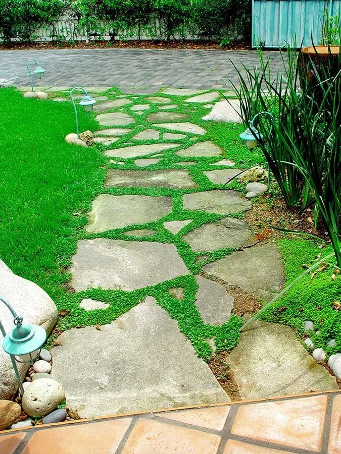 Corsican Mint (Mentha) — groundcover for landscaping in North Bend