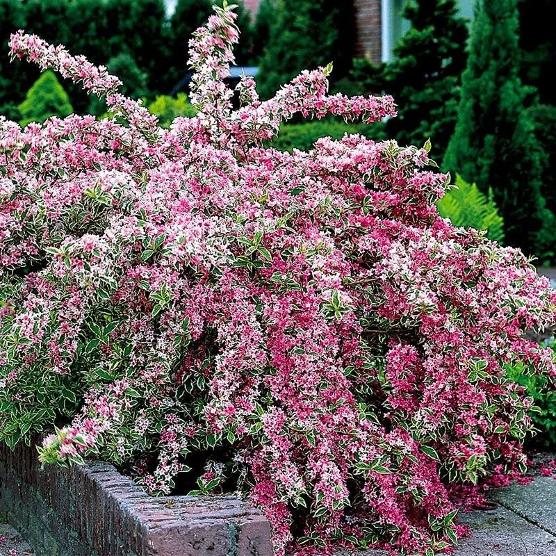 Weigela (Weigela) — shrub for landscaping in North Bend