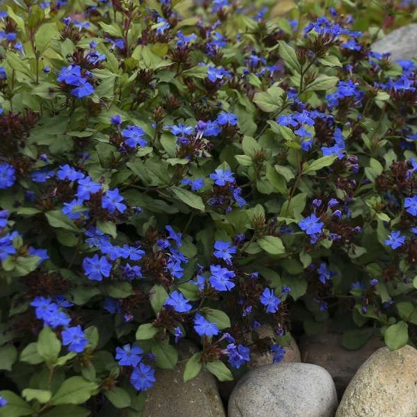 Chinese Plumbago (Ceratostigma) — perennial for landscaping in Florence