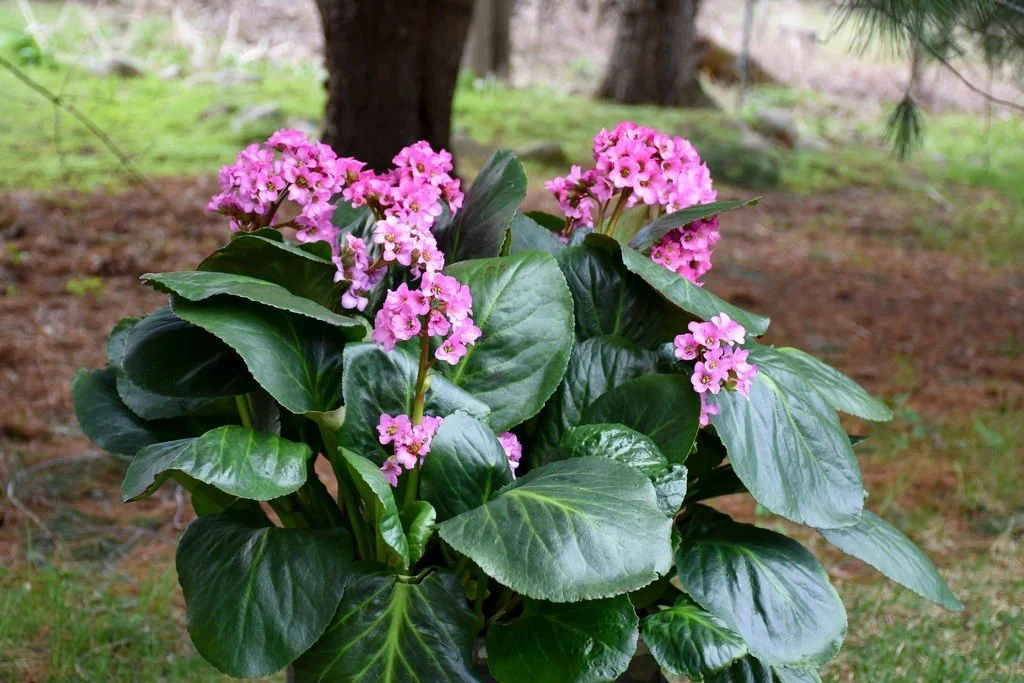Bergenia (Bergenia) — perennial for landscaping in Florence