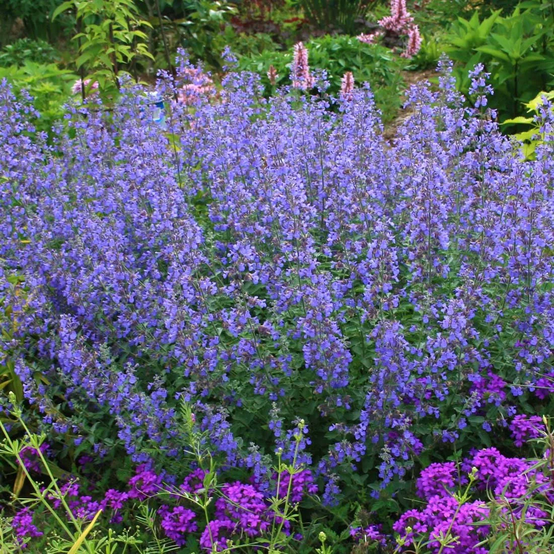 Catmint (Nepeta) — perennial for landscaping in Oregon coast