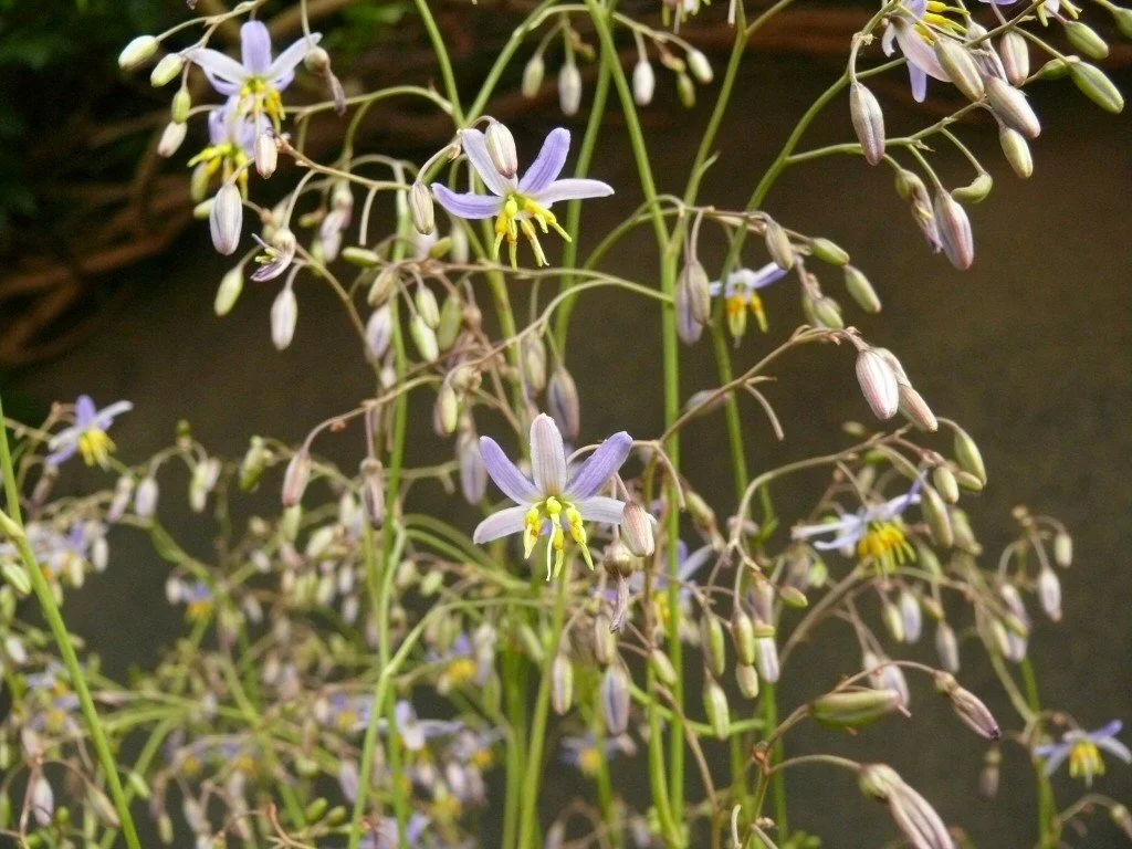 Flax Lily (Dianella) — perennial for landscaping in southern Oregon coast