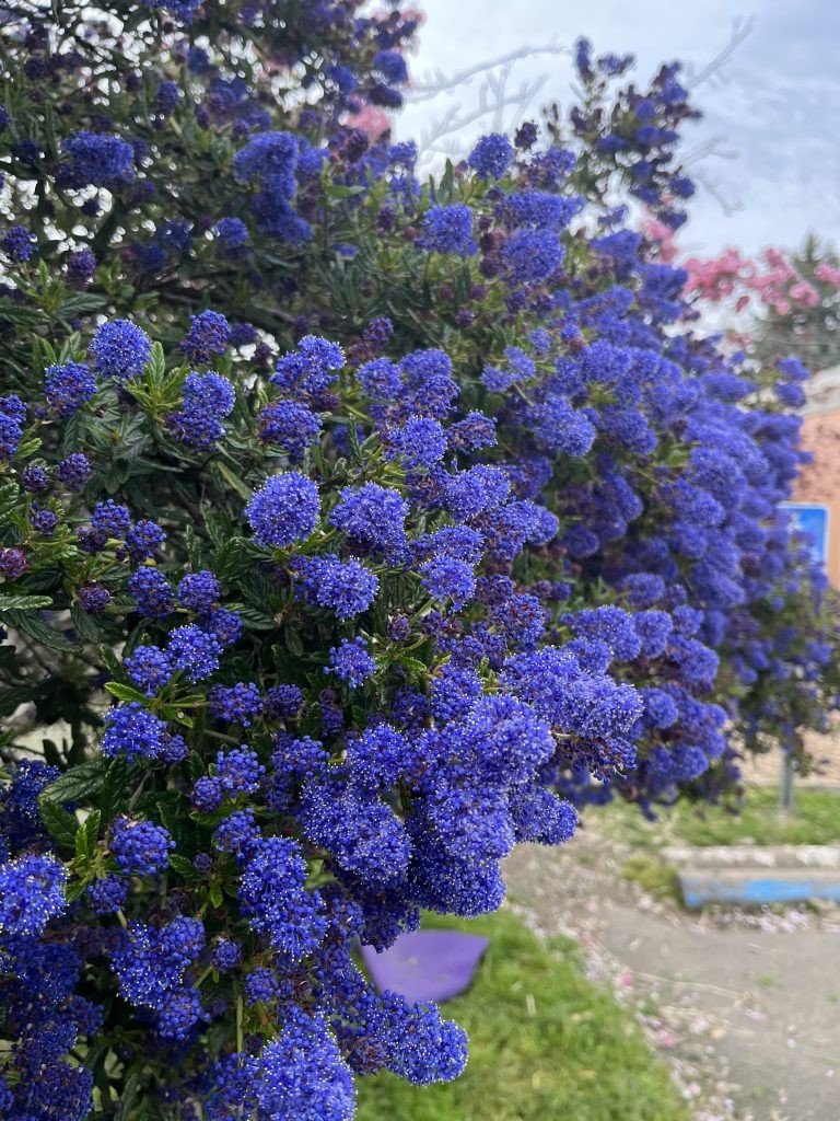 California Lilac (Ceanothus) — shrub for landscaping in Coos Bay