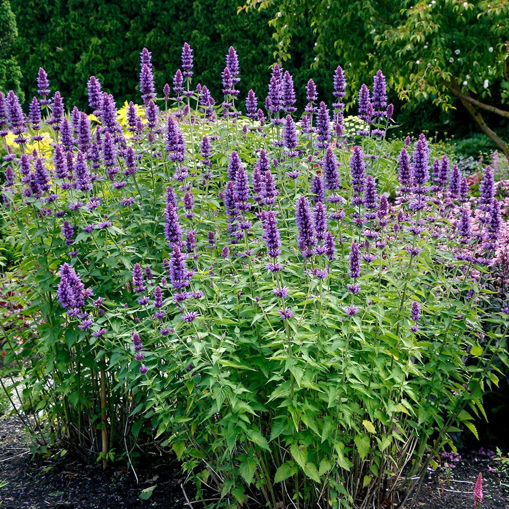 Anise Hyssop (Agastache) — perennial for landscaping in southern Oregon coast