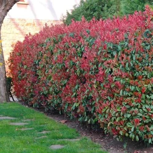 Christmas Berry (Photinia) — shrub for landscaping in Reedsport