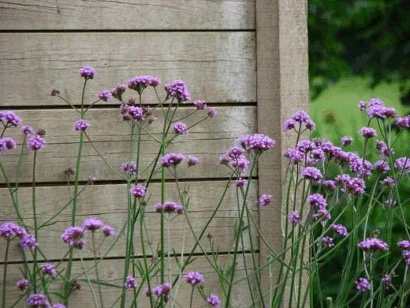 Tall Verbena (Verbena) — perennial for landscaping in Reedsport