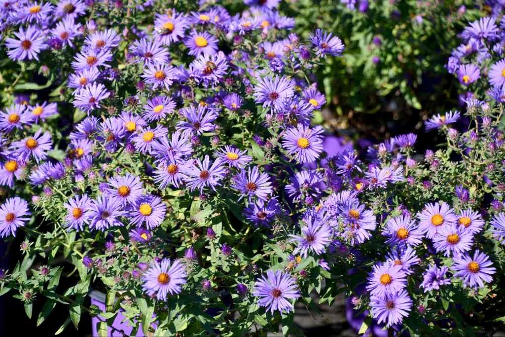 Aster (Aster) — perennial for landscaping in southern Oregon coast