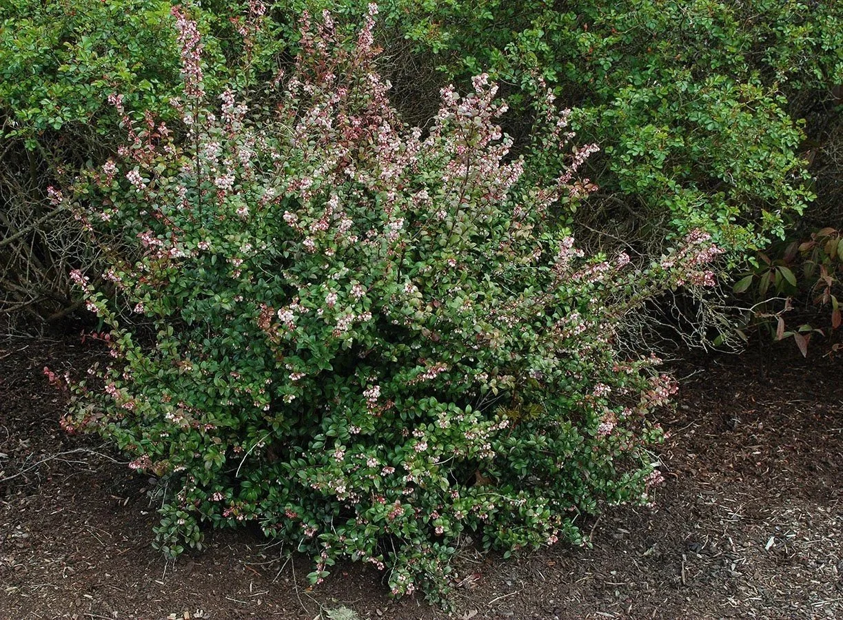 Huckleberry (Vaccinium) — shrub for landscaping in Oregon coast
