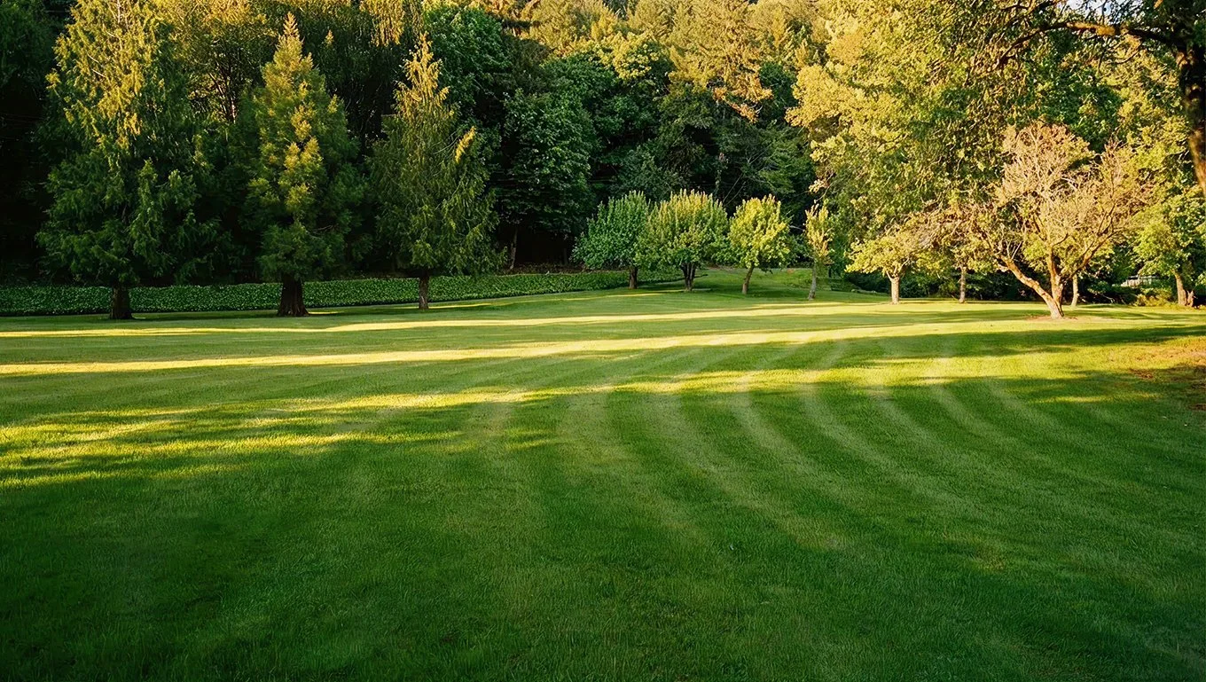 A lush green sod park with well-maintained grass and a line of tall trees in sunlight, casting shadows on the ground in Reedsport, Oregon
