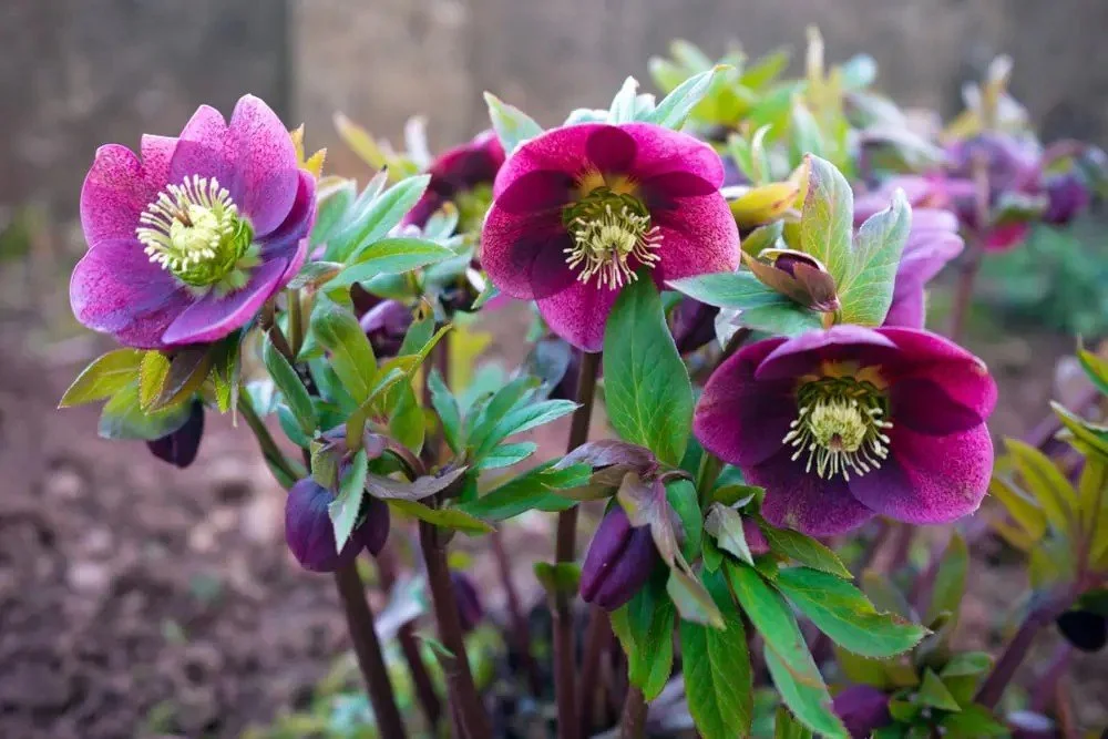 Hellebore (Helleborus) — perennial for landscaping in central Oregon coast