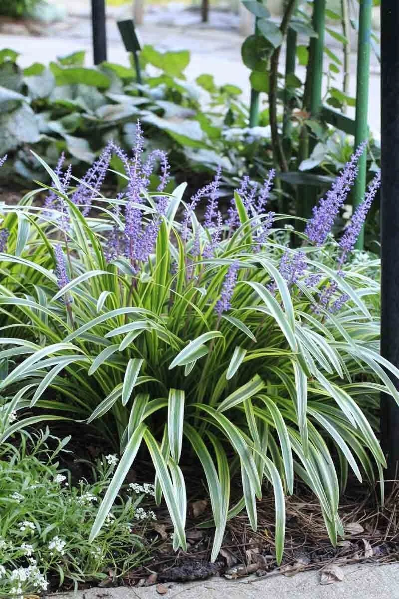 Lily Turf (Liriope) — groundcover for landscaping in central Oregon coast