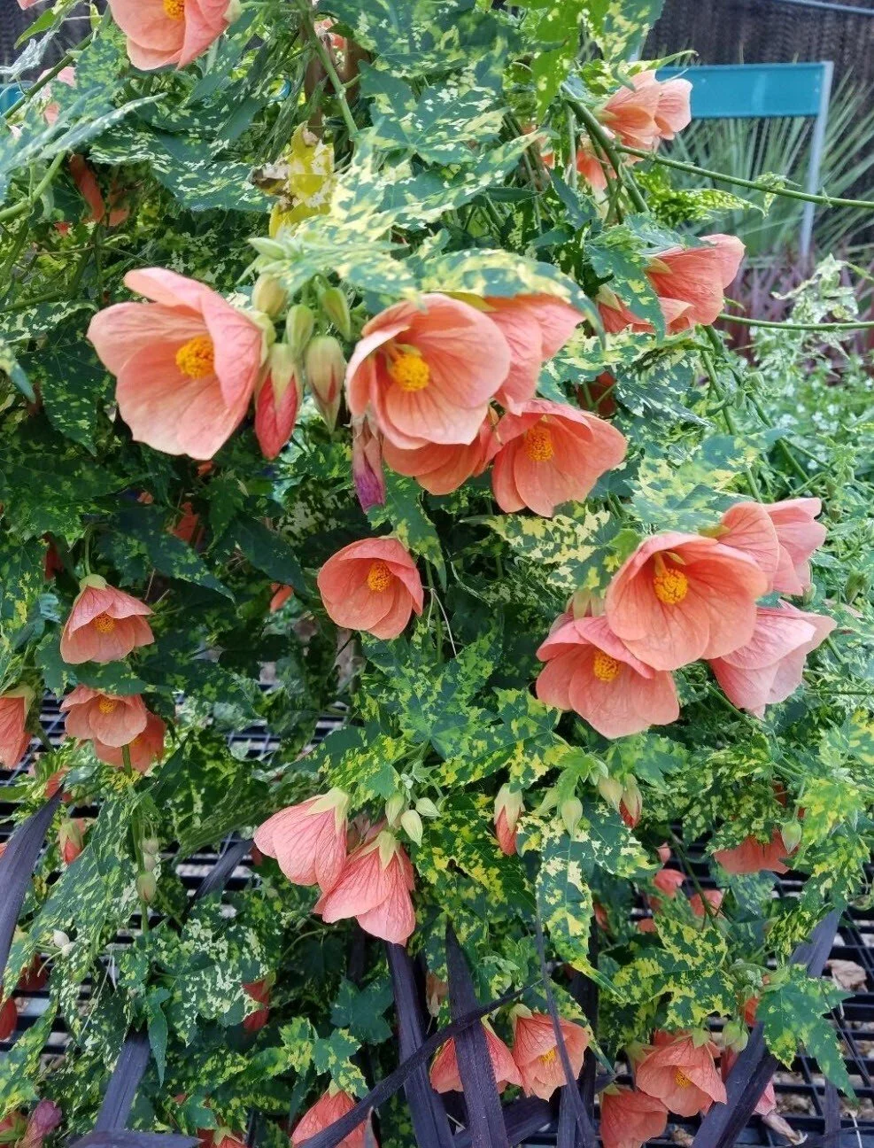 Flowering Maple (Abutilon) — shrub for landscaping in Coos Bay