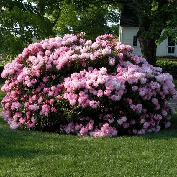 Rhododendron (Rhododendron) — shrub for landscaping in central Oregon coast