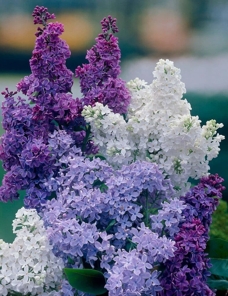 Lilac (Syringa) — shrub for landscaping in North Bend