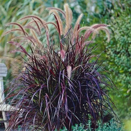 Fountain Grass (Pennisetum) — ornamental grass for landscaping in Florence
