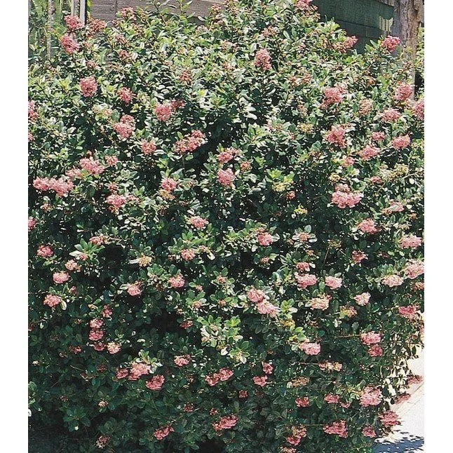 Escallonia (Escallonia) — shrub for landscaping in southern Oregon coast