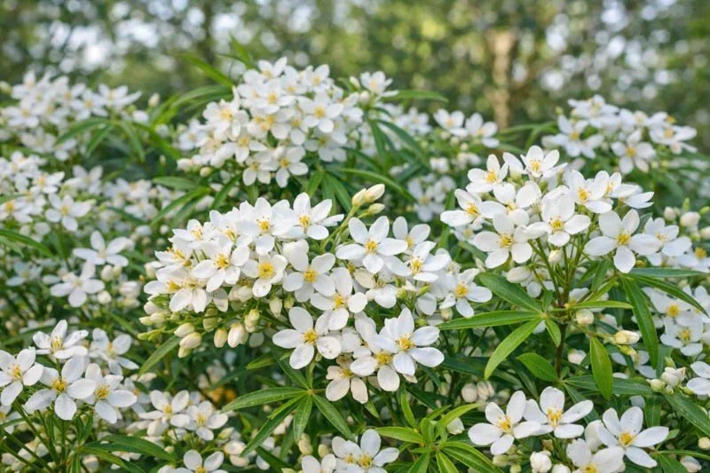 Mexican Orange (Choisya) — shrub for landscaping in southern Oregon coast
