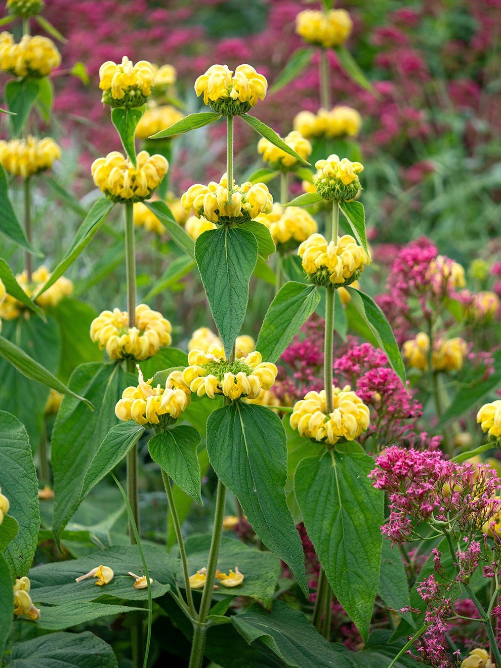 Turkish Sage (Phlomis) — perennial for landscaping in central Oregon coast