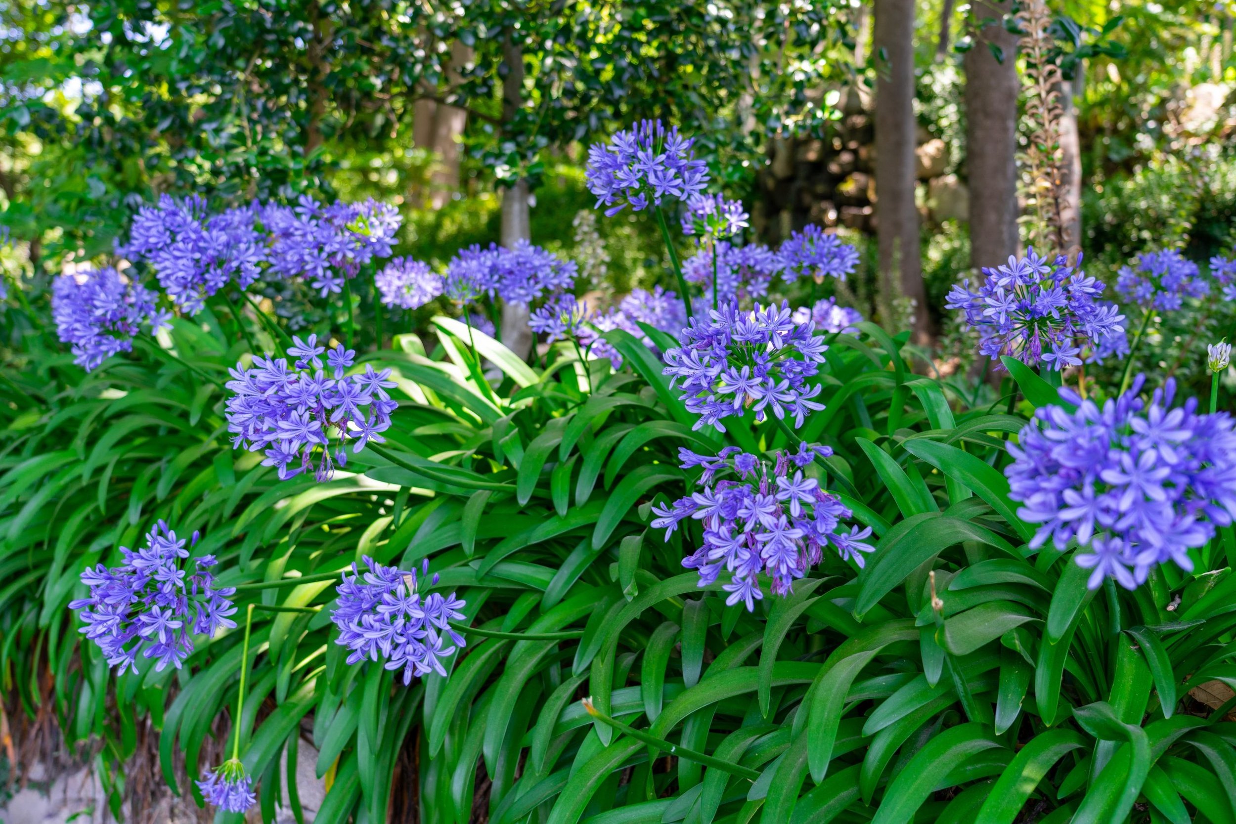 Perennial flowers for southern Oregon coast landscaping