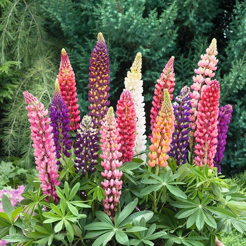 Large-Leaved Lupine (Lupinus) — perennial for landscaping in Coos Bay