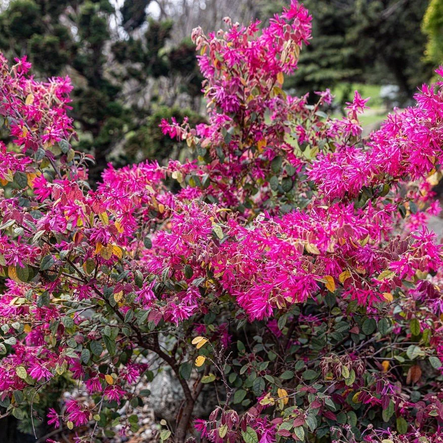 Chinese Fringe Flower (Loropetalum) — shrub for landscaping in Reedsport