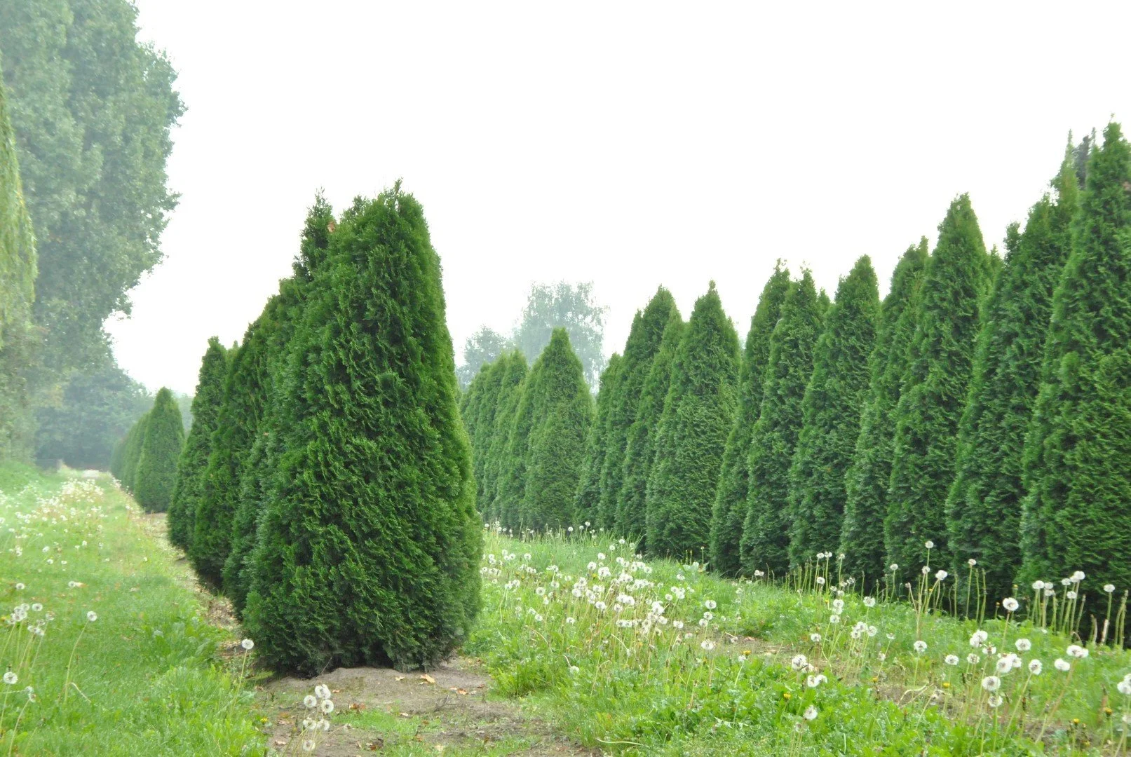 Arborvitae (Thuja) — tree for landscaping in Bandon