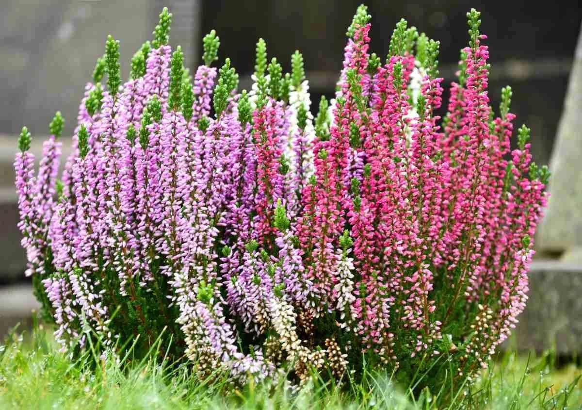 Heath (Erica) — shrub for landscaping in North Bend