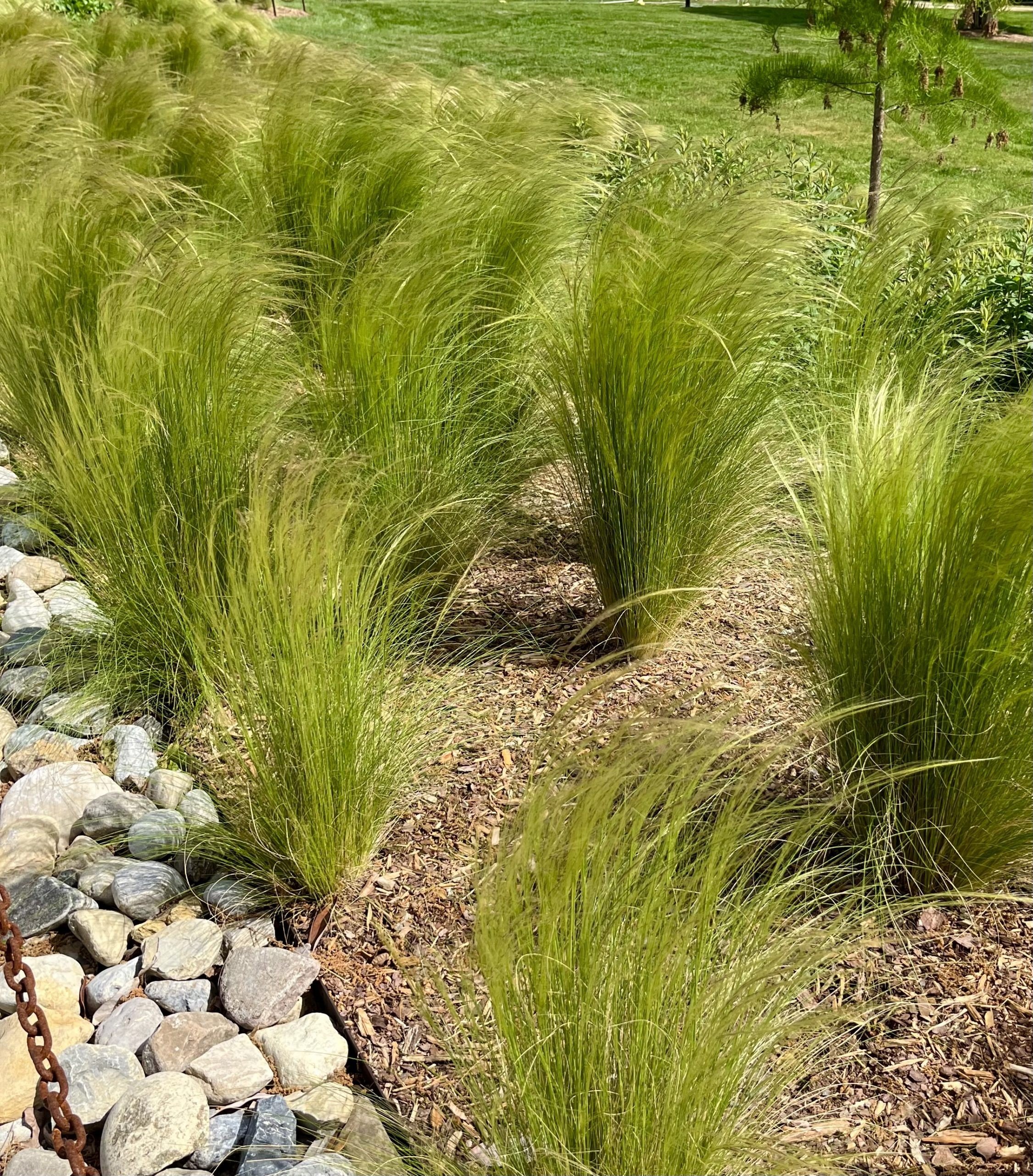 Feather Grass (Stipa) — ornamental grass for landscaping in Coos Bay