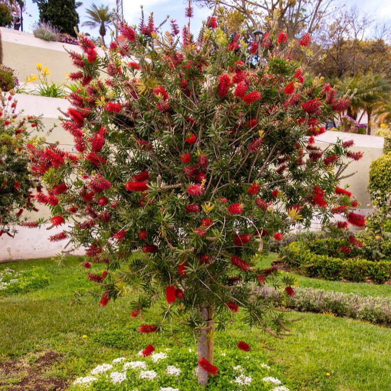 Bottlebrush (Callistemon) — shrub for landscaping in central Oregon coast