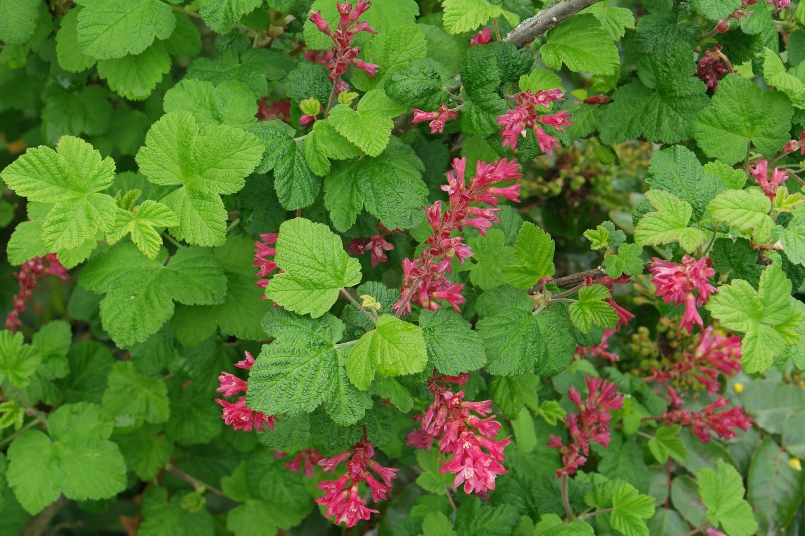 Flowering Currant (Ribes) — shrub for landscaping in Oregon coast