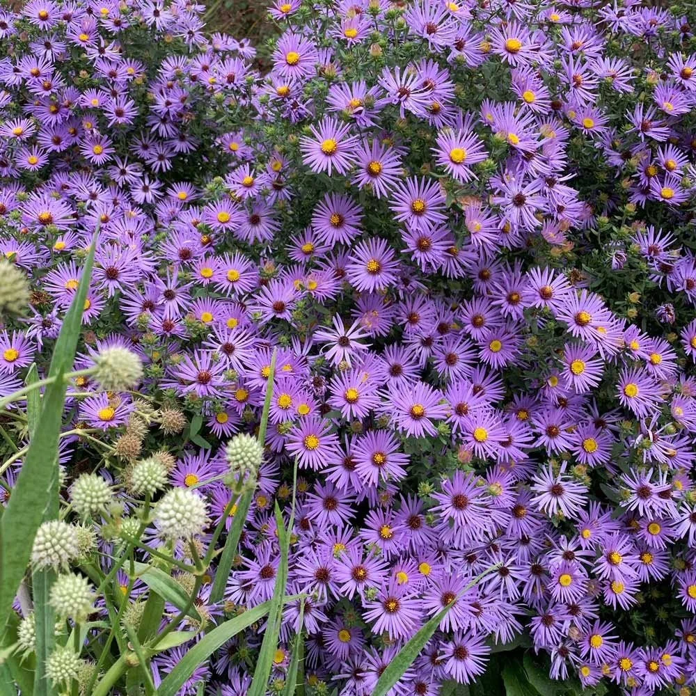 Sweet William (Dianthus) — perennial for landscaping in central Oregon coast