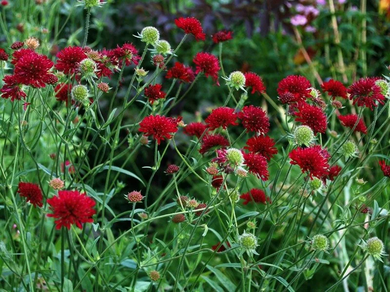 Widow Flower (Knautia) — perennial for landscaping in Coos Bay