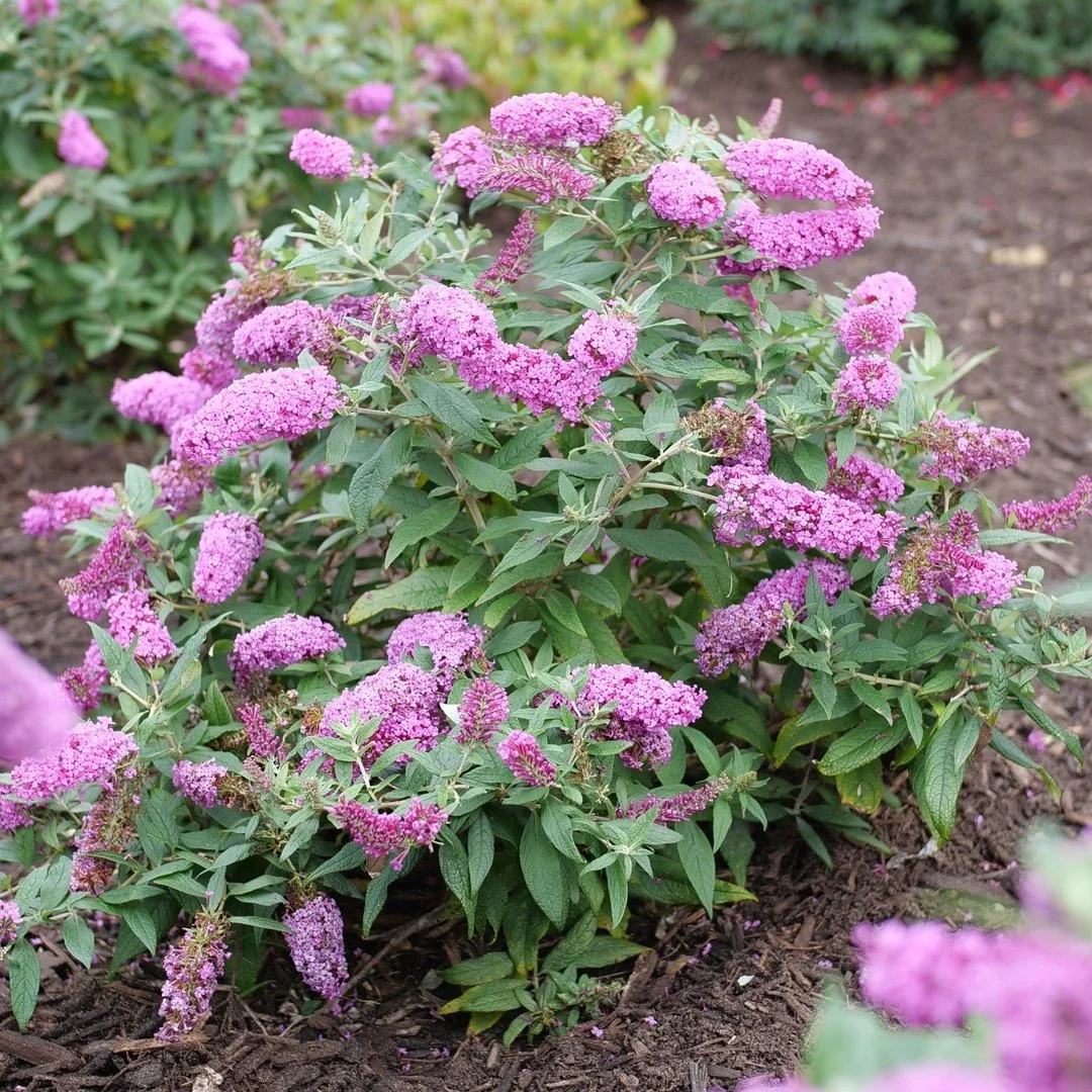Butterfly Bush (Buddleia) — shrub for landscaping in Bandon