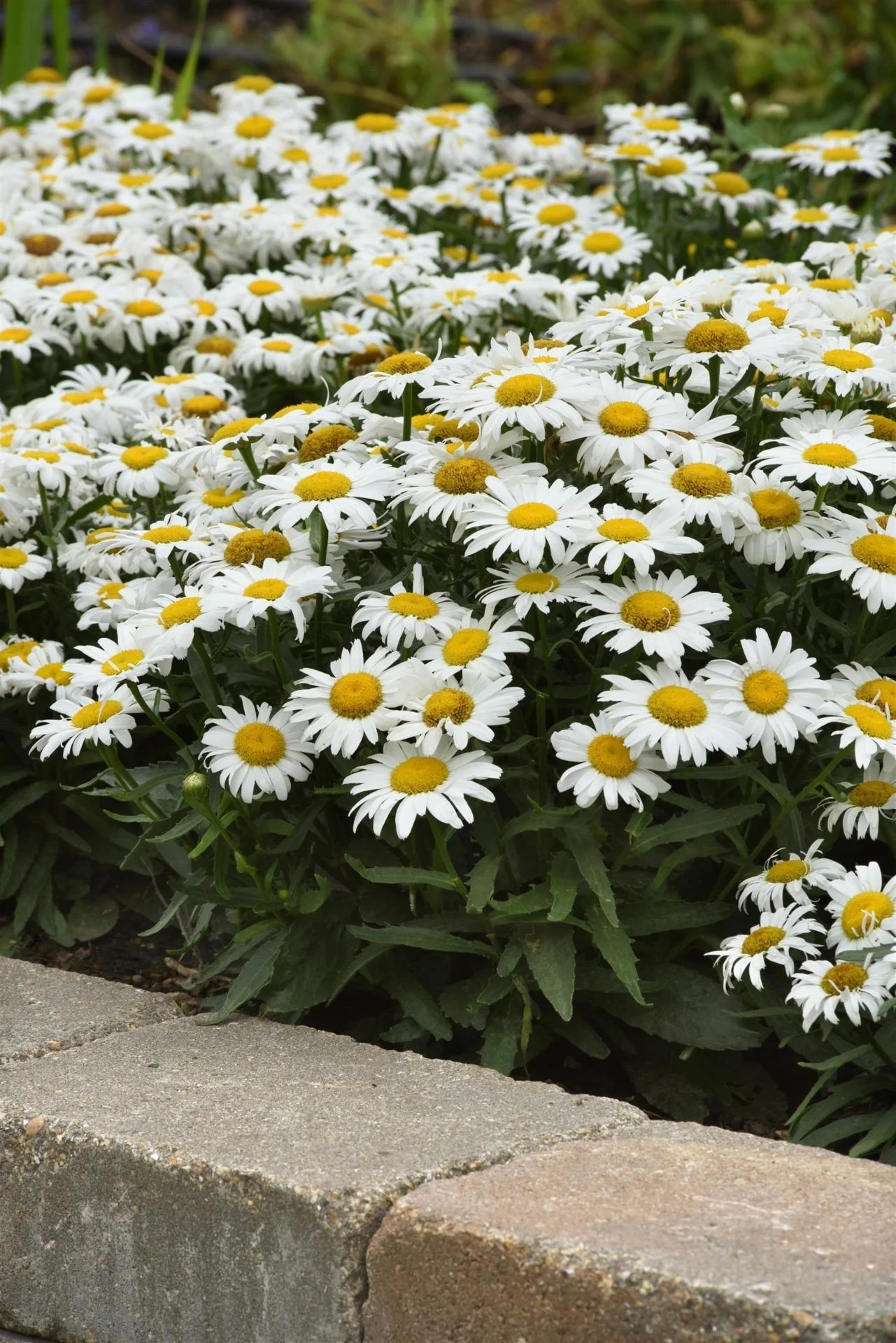Shasta Daisy (Leucanthemum) — perennial for landscaping in southern Oregon coast