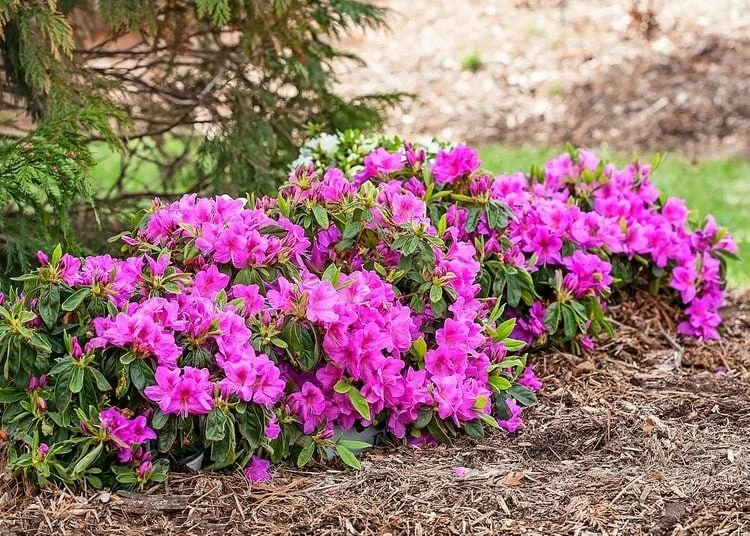 Azalea (Azalea) — shrub for landscaping in Reedsport